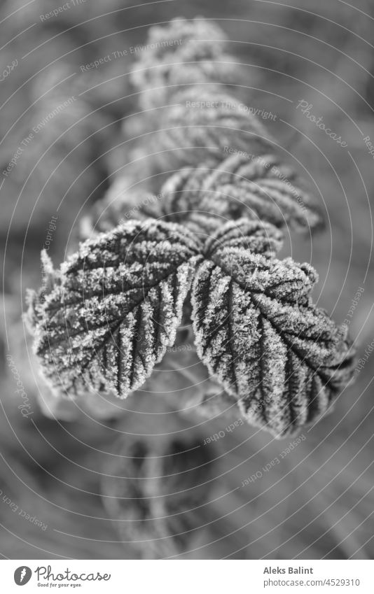 Raspberry leaves with hoarfrost in black and white Raspberry leaf Hoar frost Frost Cold Freeze White Exterior shot Nature Close-up Plant Crystal structure