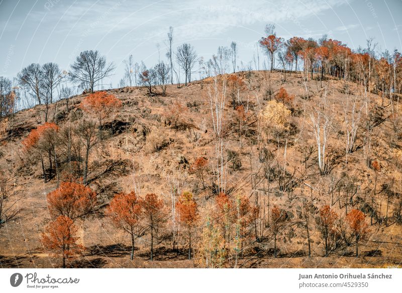 Landscape with burned trees after a forest fire nature damage disaster ecology burnt wildfire environment landscapede forestation nobody outdoors rural fire