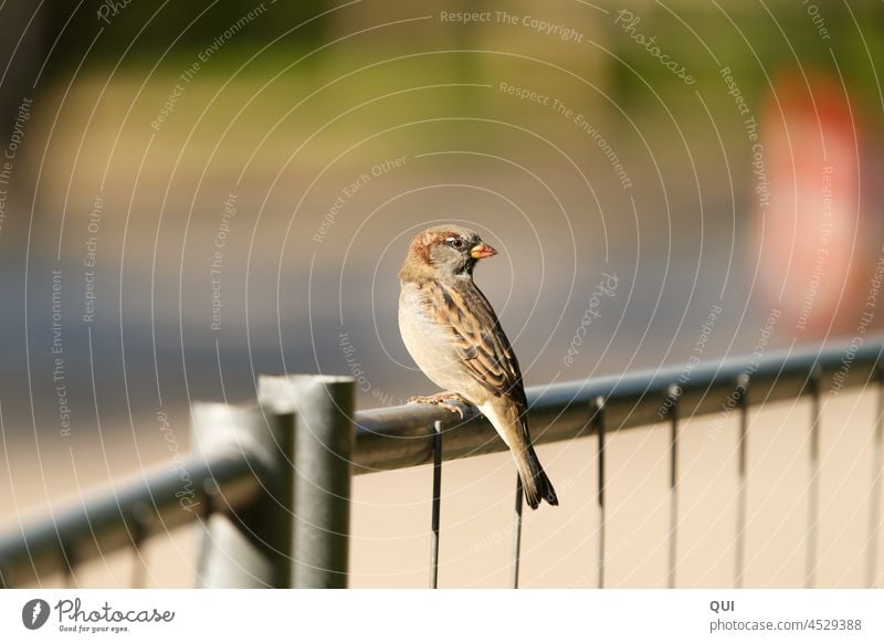 Hello, sparrow?! Sparrow Fence Close-up Nature faithful inquisitorial Animal Bird feathered Wild animal sedentary Brown Gray Day Colour photo Grand piano Review