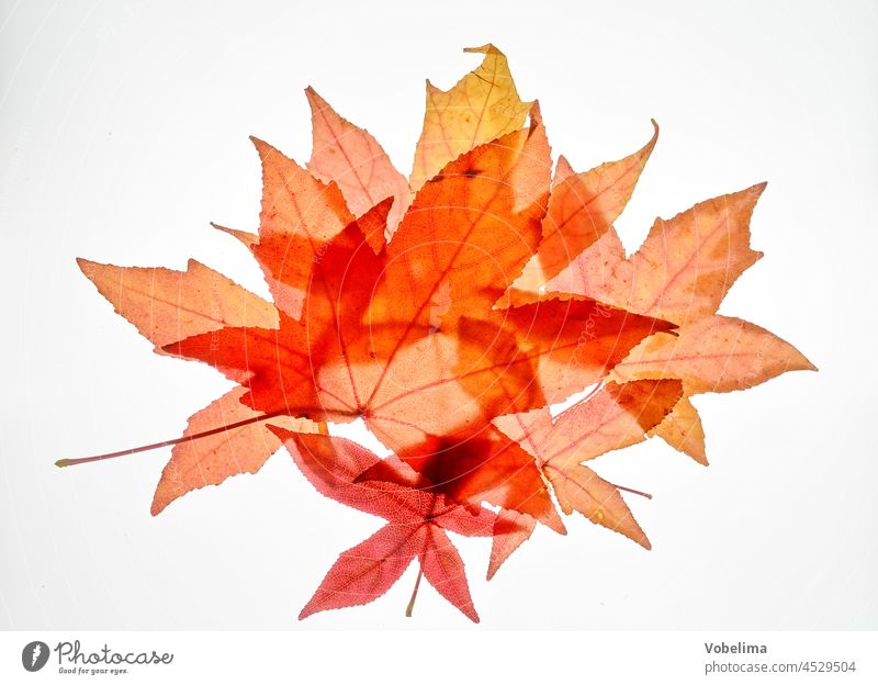 Autumn leaves against white background Leaf Maple leaf Maple tree foliage variegated Colour October Yellow Orange Red Brown Nature Season November