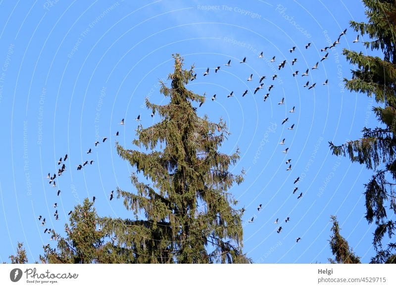 many cranes fly in the sky above the Teutoburg Forest towards the south Cranes birds Migratory birds bird migration Birds of happiness Autumn Tree Spruce Sky