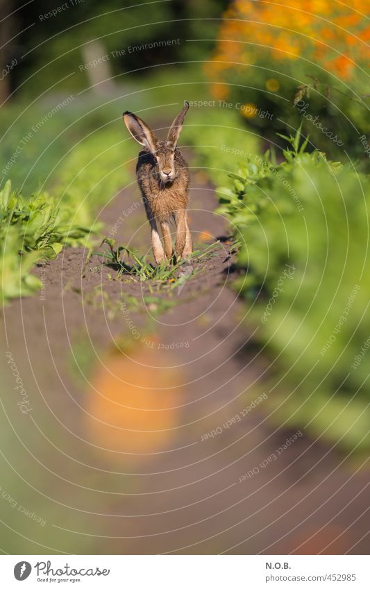 Come to me Hasi Summer Beautiful weather Agricultural crop Field Animal Wild animal Hare & Rabbit & Bunny 1 Blossoming Walking Authentic Green Orange Curiosity