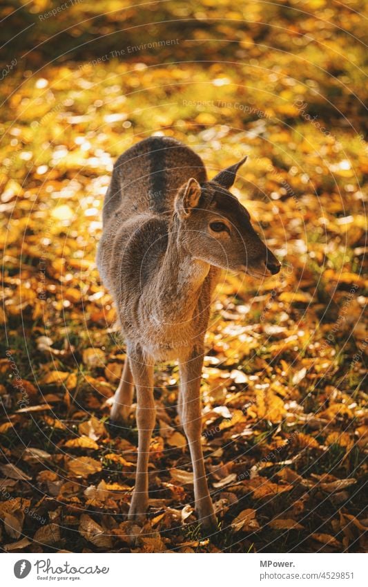 the deer Roe deer Wild animal Mammal Animal Exterior shot Colour photo Nature Meadow Forest Animal portrait young animal Pelt naturally Hunting Observe Looking