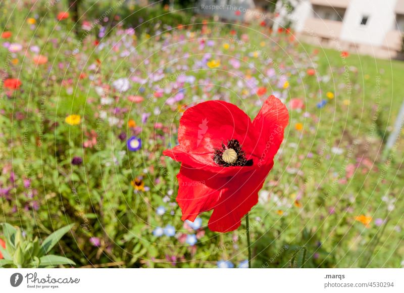 corn poppy Sustainability Environment Flower meadow pretty variegated wild flowers Nature Plant Spring Summer Beautiful weather Meadow flower Blossoming