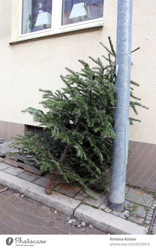 disused christmas tree at the roadside fir tree Christmas tree knut Street Roadside Trash kick thrown out Dispose of Throw away Christmas party End over January