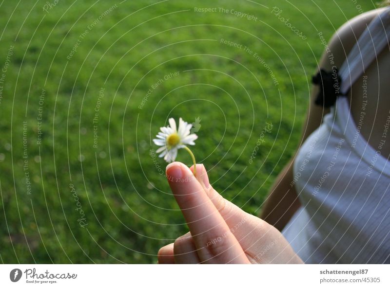 lonely flower Flower Daisy Hand Fingers Grass Shoulder White Fingernail Chest black flower