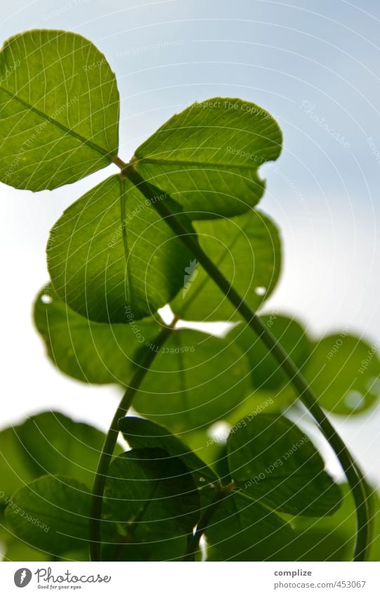 lucky clover Life Well-being Sky Plant Grass Bushes Leaf Foliage plant Kneel Green Success Happy Four-leafed clover Meadow Garden Clover Cloverleaf Nature