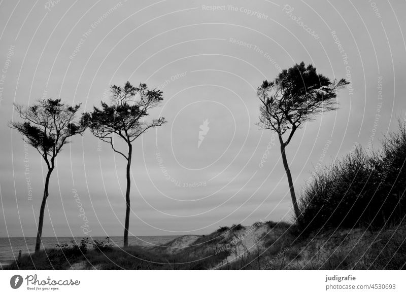 Three trees at the Darss west beach Black & white photo Idyll Wild naturally Vacation & Travel Relaxation Sand Grass Tree Nature Ocean Beach dune Landscape Wind