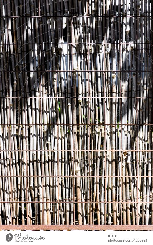 worn out | wind and weather sucked bamboo privacy screen. Behind metal grille. Bamboo Screening Shadow Shadow play drained Old Weathered Fence