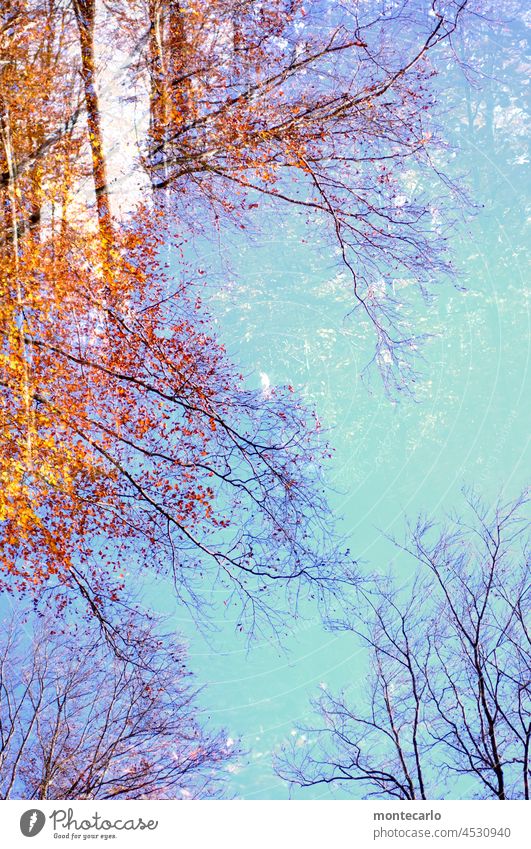 Treetops and branches in autumn Double exposure Autumn leaves autumn lights Autumnal weather foliage Environment Warmth Landscape Nature Beautiful weather