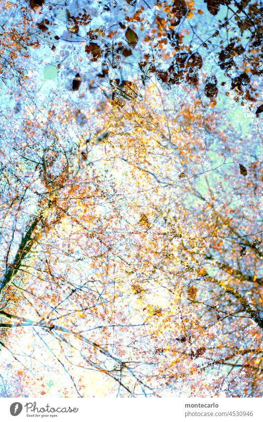 autumn forest autumn lights trees Sunlight Weather Blue sky Beautiful weather Tree Nature Autumn Environment Warmth Landscape foliage Autumnal Autumnal weather