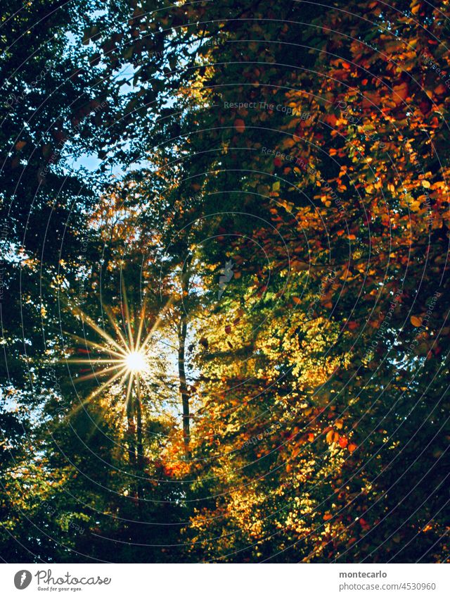 Sunbeams shine into the colorful autumn forest Autumn leaves Autumnal weather Sunlight Back-light Beautiful weather Tree foliage Warmth Bright Landscape