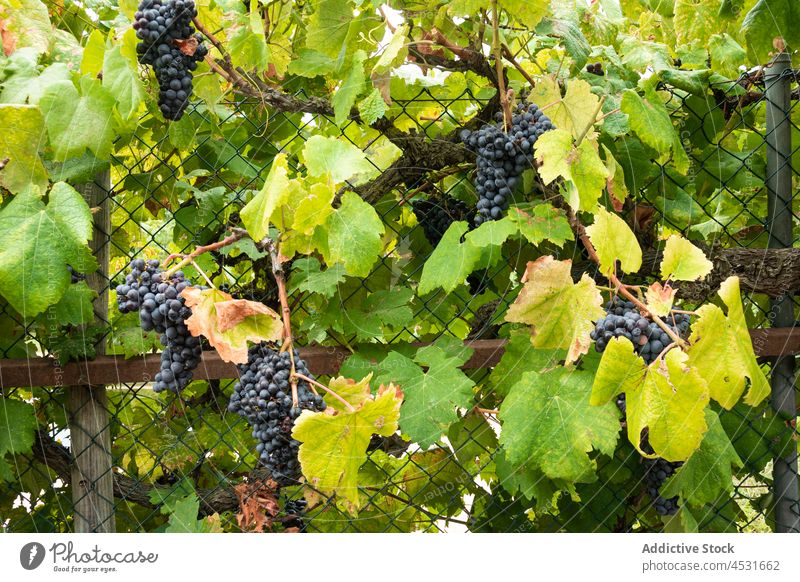 Bunches of ripe grapes growing through fence vineyard orchard agriculture garden cultivate agronomy viticulture plantation lush grapevine farm countryside