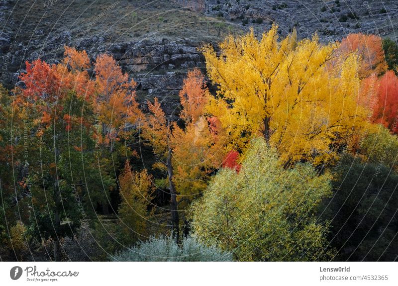 Colorful display of trees in fall season in Albarracin, Spain albarracin autumn beautiful colorful forest landscape leaf natural nature orange red spain yellow