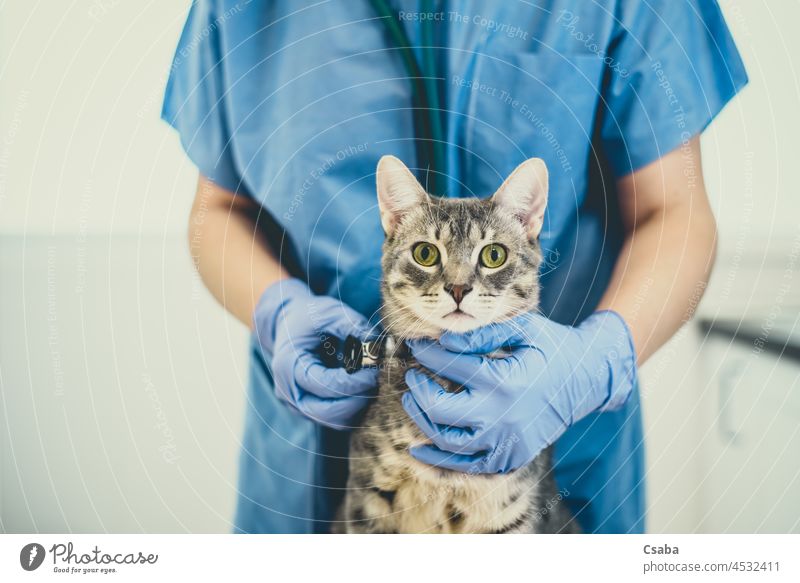 Female veterinarian doctor is examining a cat with stethoscope injection vaccination veterinary kitty giving kitten pet hospital vaccine medicine syringe needle
