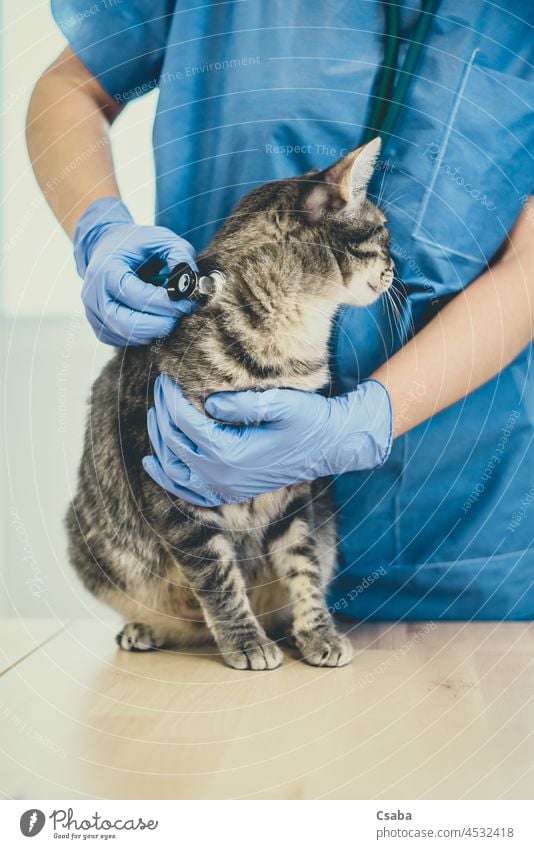 Female veterinarian doctor is giving an injection to a grey cat vaccination veterinary kitty kitten pet hospital vaccine medicine syringe needle sick animal