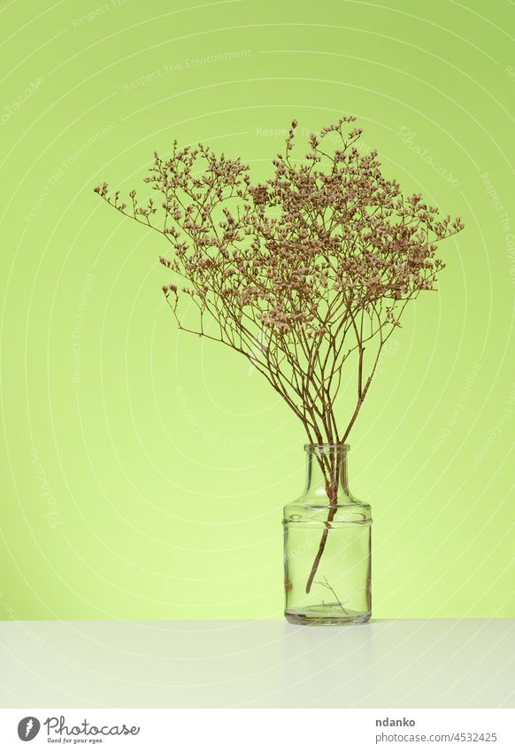 bouquet of dried flowers in a glass transparent vase on a white table, green background branch twig bunch decor decoration design ear flora floral home house