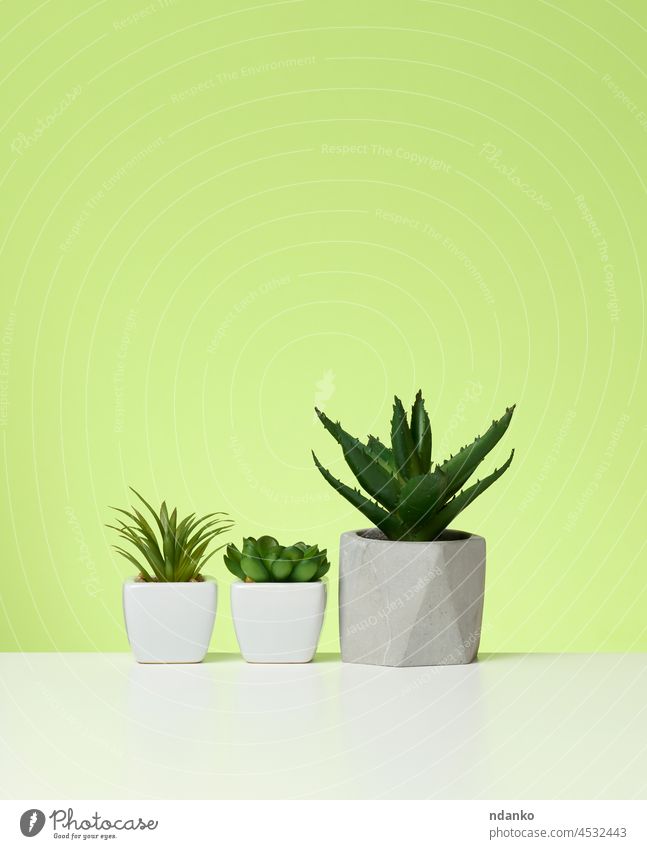 three ceramic pots with plants on a white table, green background aloe decor decoration decorative design flora floral flower flowerpot grow growth home house