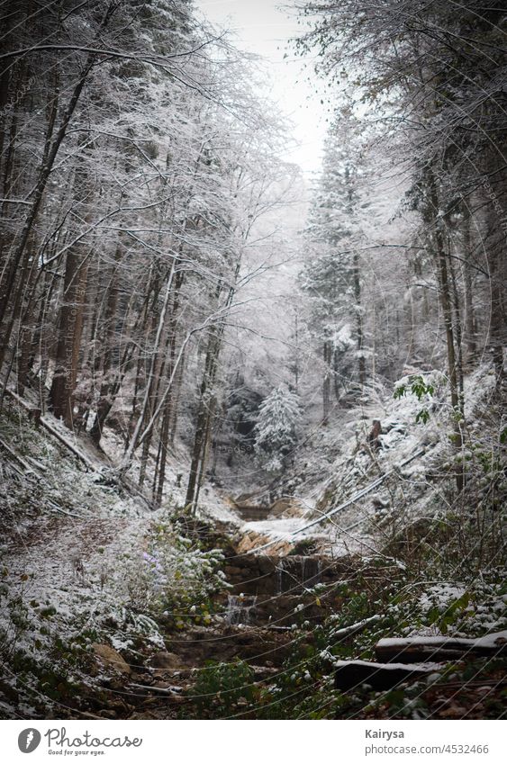 Oberwössen Forest Watercourses Snow Bavaria trees ascent ways lost places new scene on the outskirts deep look hike Emotions of nature Lanes & trails Cold