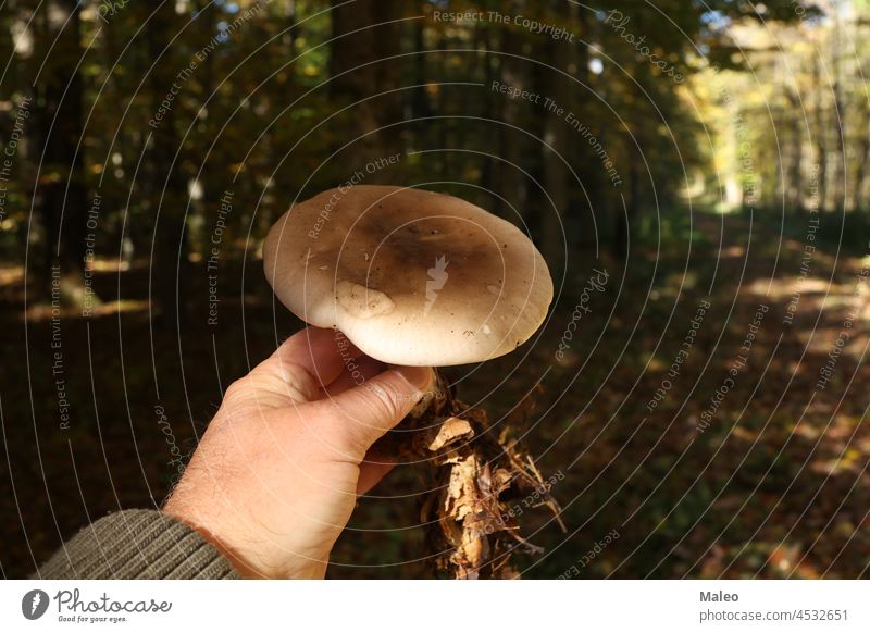 Hand with mushroom on background of autumn forest outdoor boletus botanical brown cap champignon closeup color colorful cuts delicious drawing drawn edible