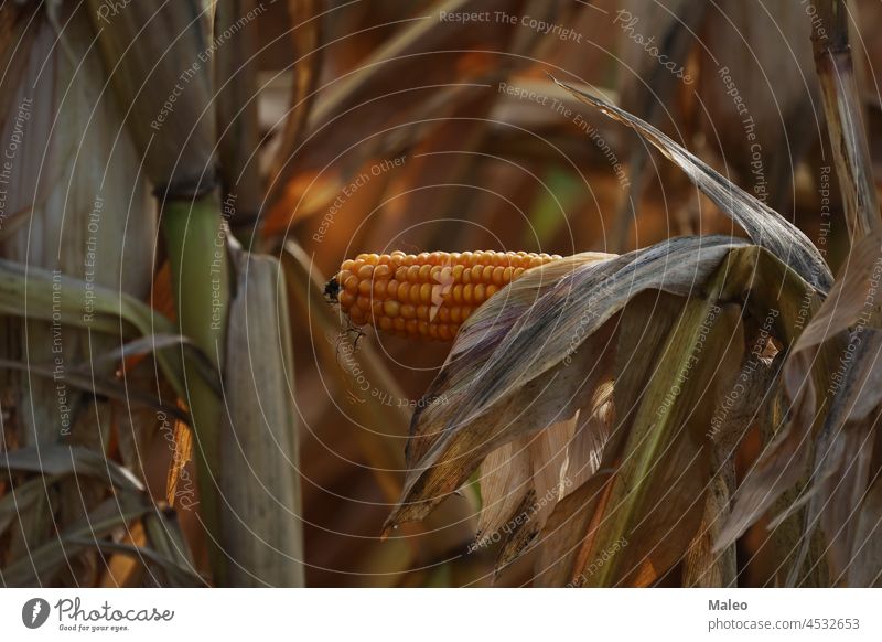 Corn on the cob in the field in autumn agriculture background biodiesel closeup color corn crop farm farming flora food fossil fresh fuel garden gold grain