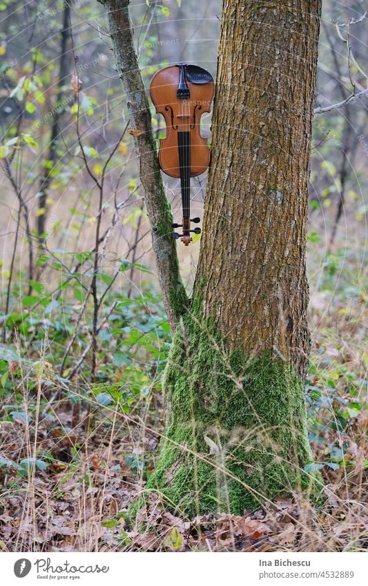 A violin hangs with the scroll down between a thin branch and the broad trunk of a tree. Tree Branch Nature Music naturally Sound Forest Park Garden Wood