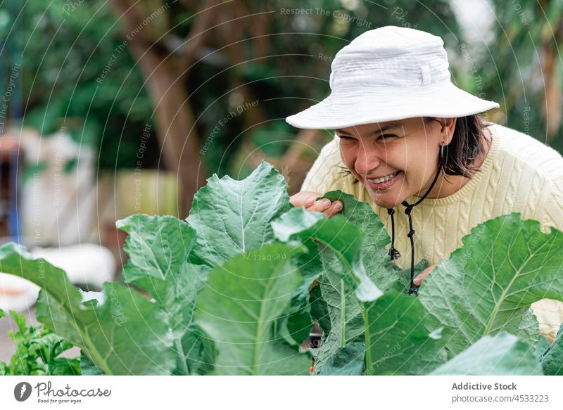 Smiling gardener smelling leaves of vegetable woman leaf plant village cultivate agriculture cabbage female grow hat foliage optimist vegetate countryside happy