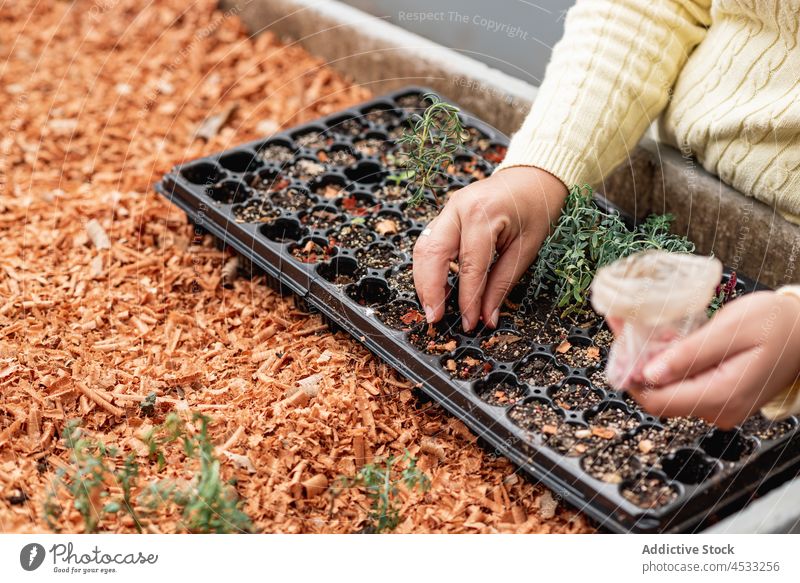 Anonymous gardener planting seeds in container woman tray agriculture soil cultivate sprout grow agronomy farmer fertile bed seeding farmyard village