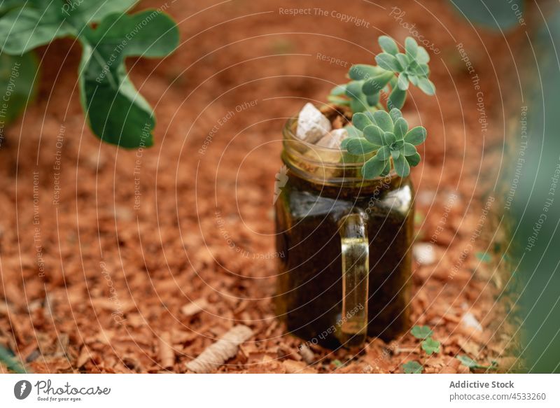 Green succulent in glass jar on ground garden bed plant grow soil cultivate seedling small botany vegetate tiny sprout seeding sapling transparent growth stem