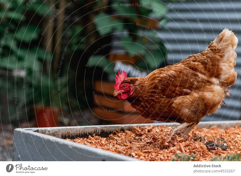 Chicken pecking on garden bed in farm chicken livestock feed bird countryside domestic agriculture hen animal plumage eat husbandry suburb poultry rural