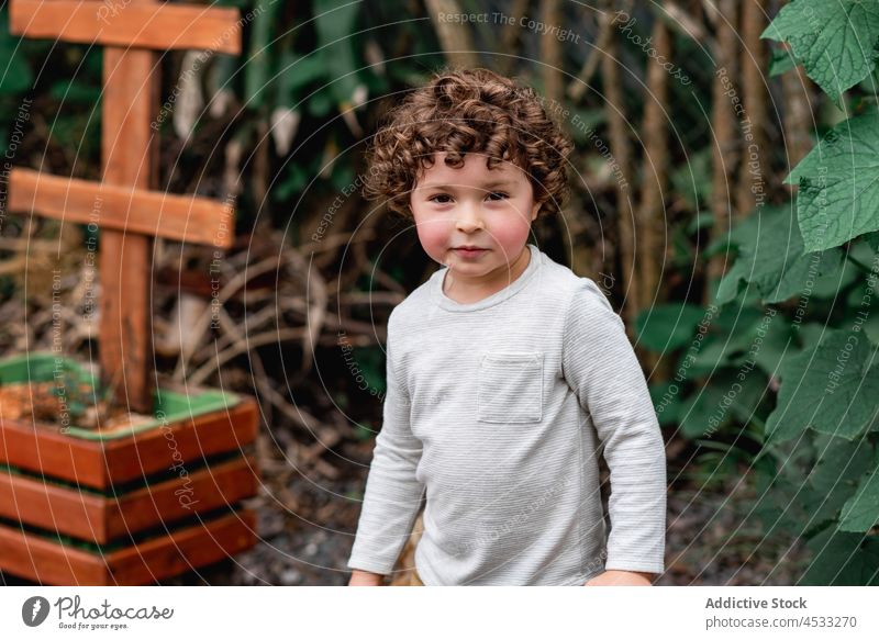 Cute little boy helping in garden child plant grow bed childhood innocent kid curious yard countryside sprout seeding agriculture curly hair vegetate cultivate
