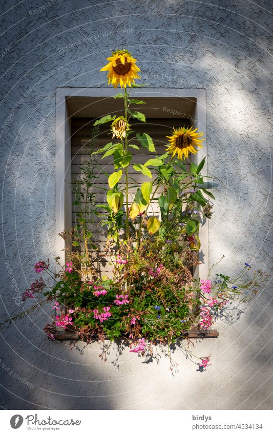 Wild growth on the windowsill. Windowsill overgrown with sunflowers and other flowers Sunflowers Roller shutter Extreme Overgrown blossoms uncontrolled growth
