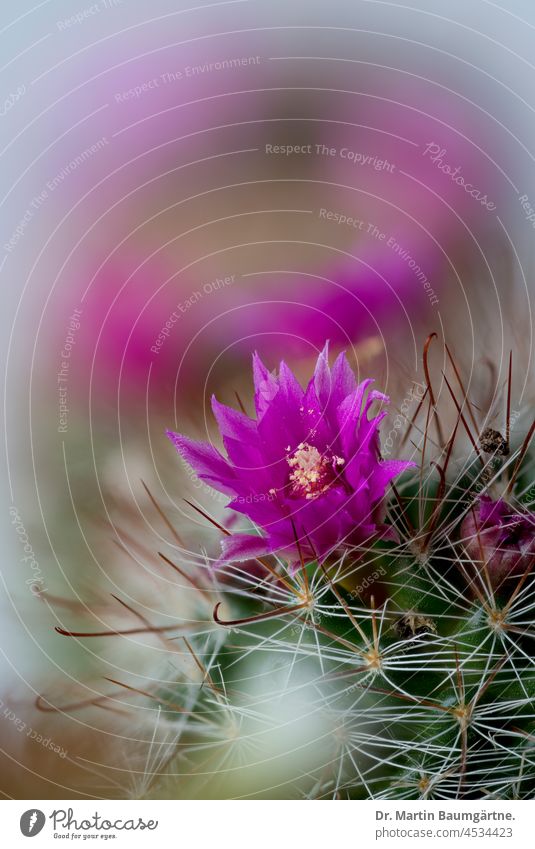 Flowering Mammillaria cactus, in the background a second specimen with the typical ring-shaped arrangement of the flowers mammillaria Cactus cacti Blossom