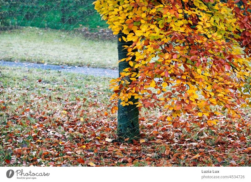 Autumn leaves on the path autumn colours autumn mood Gloomy Gold Rain Nature Autumnal colours Autumnal weather Seasons foliage To fall off Autumn Season
