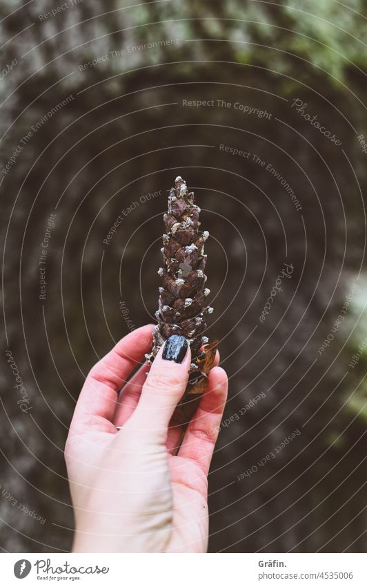 Holding up pine cones in the forest in the hand Hand Forest Uphold woodland Human being Exterior shot Autumnal autumn atmosphere Sense of Autumn Ambience Nature