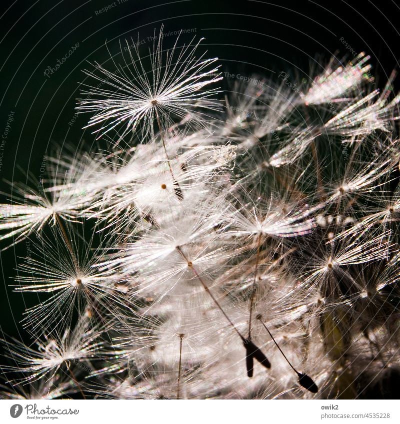 flight school flying seeds Dandelion Plant Nature Environment Many naturally Near Complex Concentrate Ease Easy Transience Diminutive Muddled Chaos Bizarre