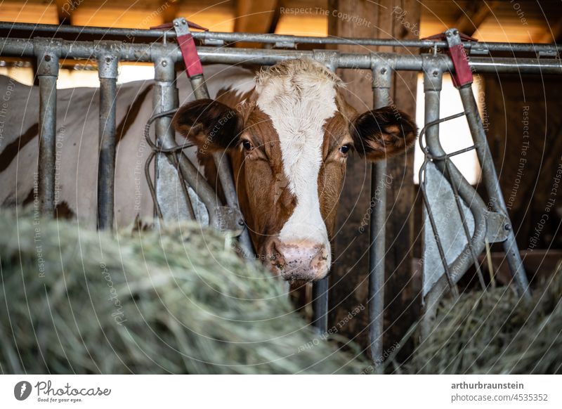 Satisfied Fleckvieh cow stands in the barn in front of fresh hay Cow Cowshed Cattle Spotted mountain cattle Agriculture Farm peasant agriculturally stables