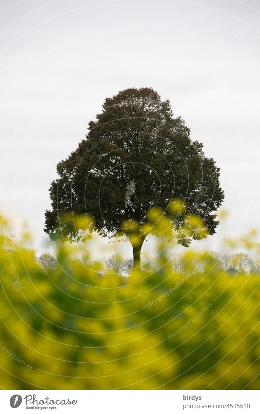 Tree behind a flowering mustard field Mustard Mustard Field Winter Mustard blossom blossoms Solitair tree Agriculture green manure Solitaire tree Rural