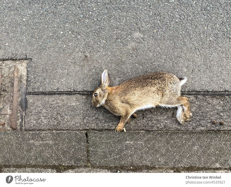 A dead rabbit lies on the side of the road Dead animal Animal Death Hare & Rabbit & Bunny Transience pass away 1 Pelt sad Wild animal dead game animal Sadness