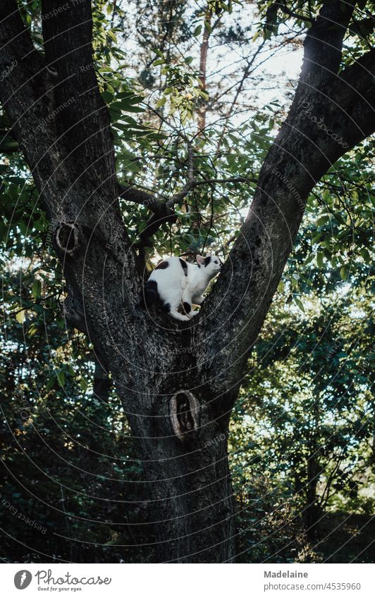 Cat sitting on a tree hangover Tree Sit Climbing Garden Nature freigänger Pet Exterior shot Observe Watchfulness Domestic cat Looking young cat black and white