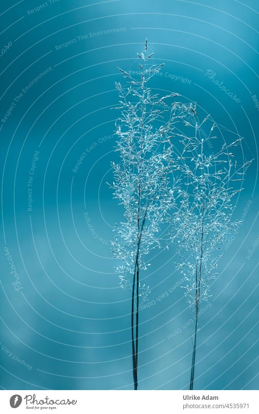 900 | Macro world of grasses - isolated grass flowers with blue background Grass Grass Flowers exempt segregated Background picture Space for text Illuminate