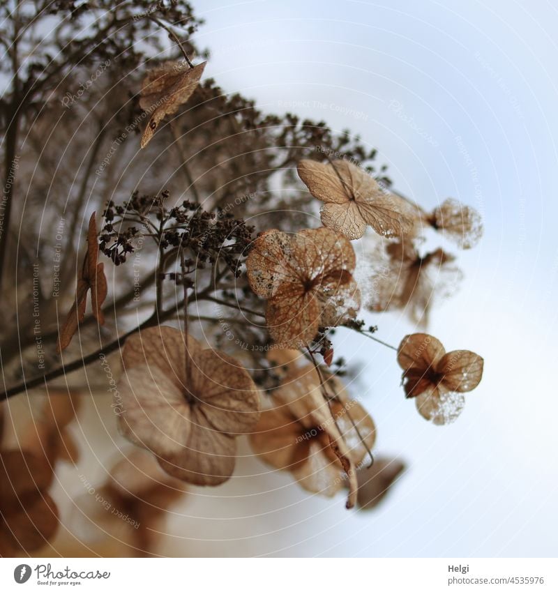 ephemeral - close-up of a faded hydrangea Hydrangea Flower Blossom Faded transient Transience Autumn withered Sky Close-up Light Shadow Brown Blue White Plant