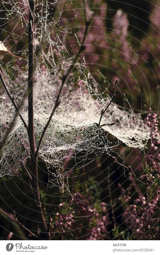 Spider web in the moor between heather and birch trees Nature Morning Autumn moorland Bog Black Birch Seedling dew drops morning dew spider's web weave
