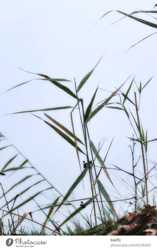 reed bed Reeds reed grass Habitat Reed Reed Grass Common Reed Phragmites australis tall grass Lakeside thin grass grey day winter grass December Wild plant