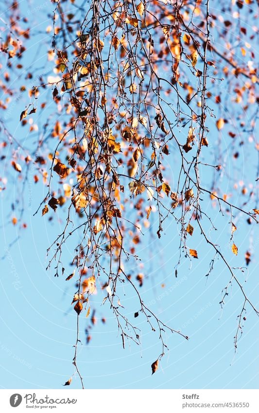 last splendour / the branches become light / also the autumn transient Birch leaves autumn leaves Autumn leaves birch twigs Transience Birch tree Blue sky