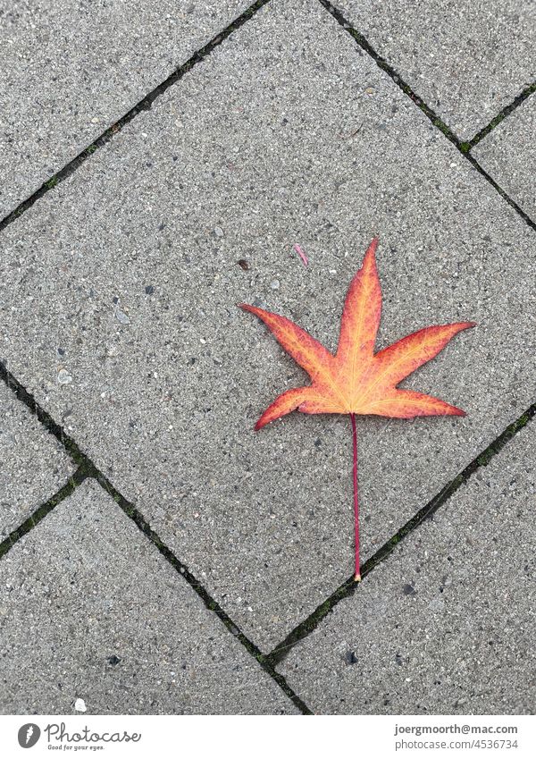 Leaf on the sidewalk Autumn Street Sidewalk Nature Town Gray Stone Concrete tile Red Yellow