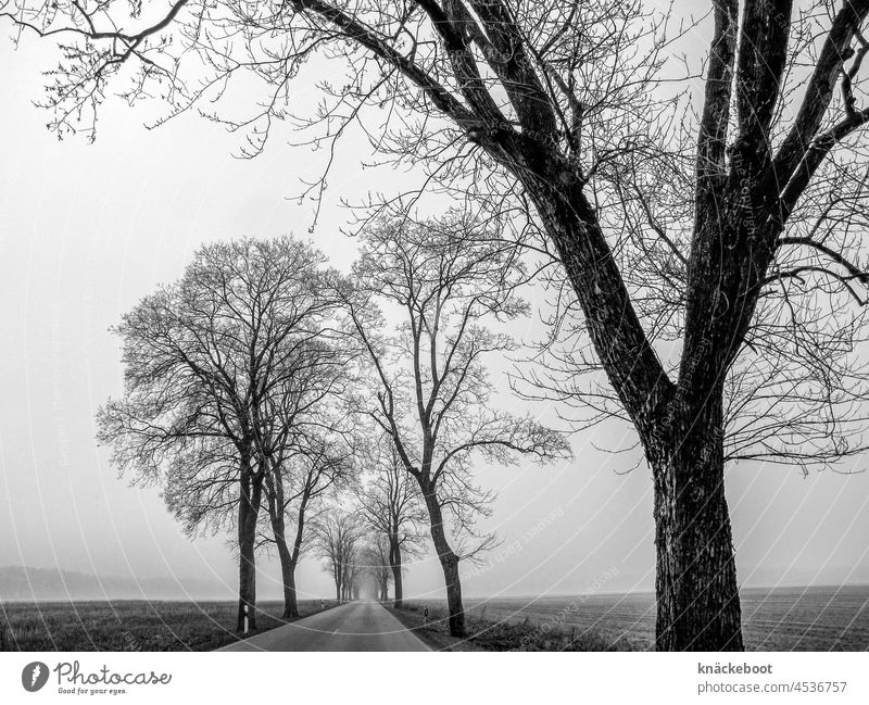 country road in autumn Autumn Country road foggy Fog trees avenue trees Street Cold Tree Exterior shot Black & white photo Winter Deserted off
