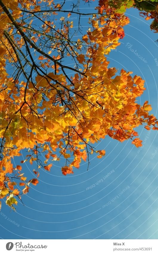 Golden Autumn Nature Cloudless sky Beautiful weather Tree Leaf Positive Yellow Orange golden autumn Indian Summer Autumnal colours Autumn leaves Early fall
