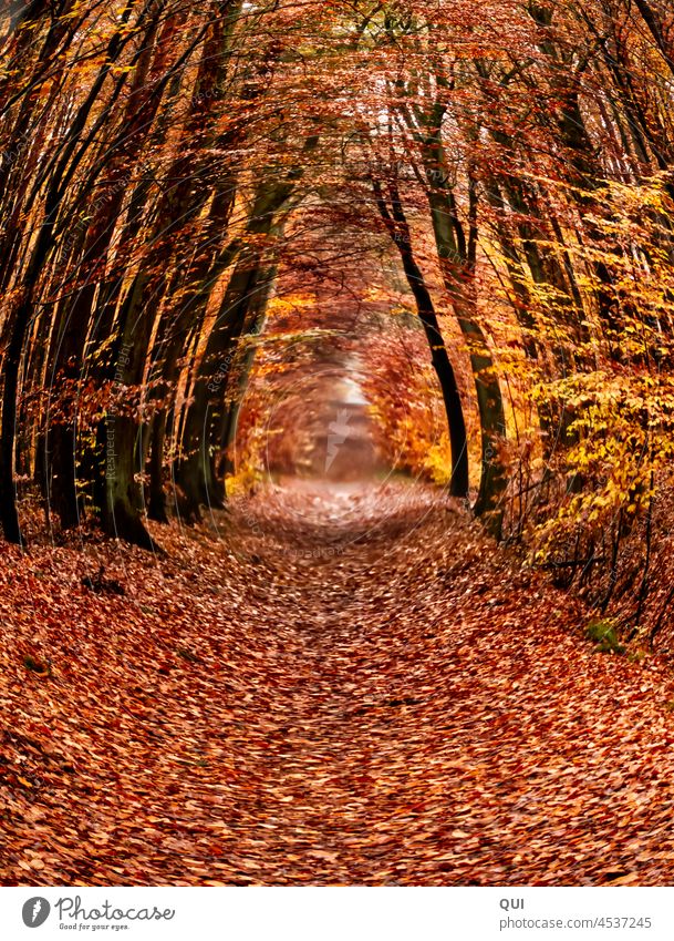 The forest (path) is the destination Forest forest path Autumn warm variegated trees off To go for a walk Nature Woodground Light Exterior shot Lanes & trails