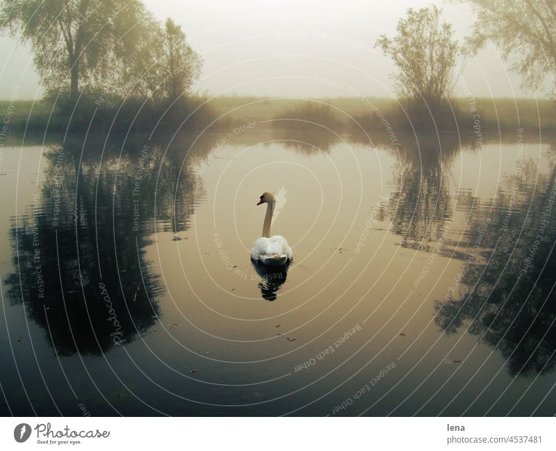 Dawn at the lake with swan Lake Swan Light Moody Gold